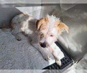 - Mix Dogs for adoption in Fort Lauderdale, FL, USA