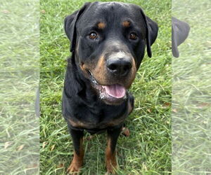Rottweiler Dogs for adoption in Mooresville, NC, USA