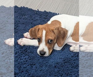 Mutt Dogs for adoption in Wheaton, IL, USA