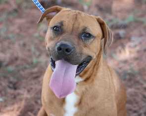Bulloxer Dogs for adoption in byhalia, MS, USA