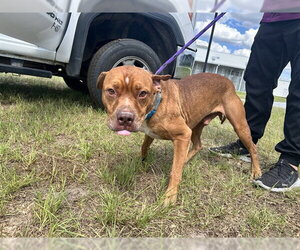 American Pit Bull Terrier-Unknown Mix Dogs for adoption in Ocala, FL, USA