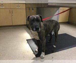 American Pit Bull Terrier Dogs for adoption in Riverside, CA, USA