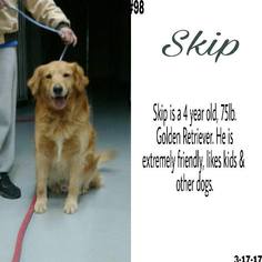 Golden Retriever Dogs for adoption in Crystal, MN, USA