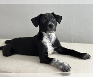 Small Lab-Pointer