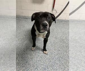 American Pit Bull Terrier Dogs for adoption in Long Beach, CA, USA