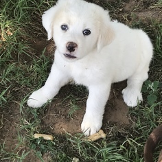 Great Pyrenees Dogs for adoption in Prague, OK, USA