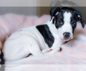 American Pit Bull Terrier-Unknown Mix Dogs for adoption in Holly Springs, NC, USA