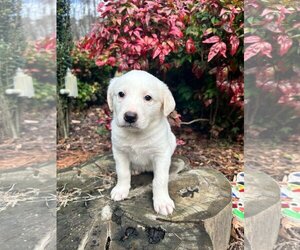 Labrenees Dogs for adoption in Arlington, VA, USA