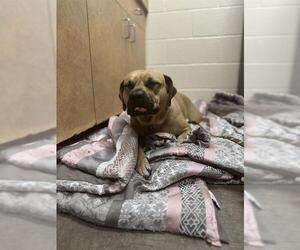 Mutt Dogs for adoption in Center Township, PA, USA