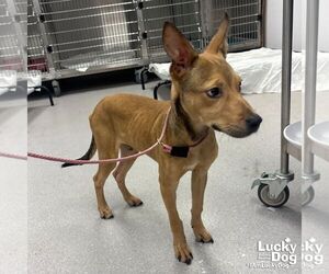 Mutt Dogs for adoption in Washington, DC, USA