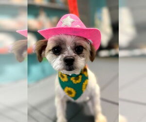 Shih Tzu Dogs for adoption in Mooresville, NC, USA