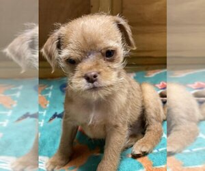 Brussels Griffon-Cairn Terrier Mix Dogs for adoption in Banning, CA, USA