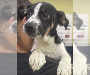 Mutt Dogs for adoption in Royal Palm Beach, FL, USA