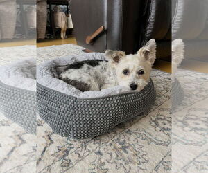 Bichon Frise-Unknown Mix Dogs for adoption in Cuyahoga Falls , OH, USA