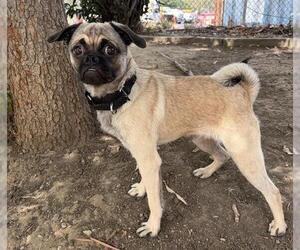 Pug-Unknown Mix Dogs for adoption in Martinez, CA, USA