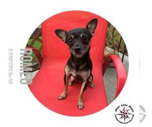 Chipin Dogs for adoption in Princeton, British Columbia, Canada