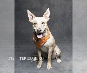 Carolina Dog-Retriever  Mix Dogs for adoption in Dallas, TX, USA