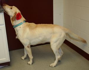 Labrador Retriever Dogs for adoption in Euless, TX, USA