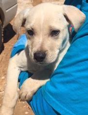 Labrador Retriever Dogs for adoption in Livingston, TX, USA
