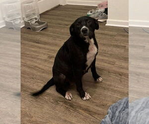 Borador Dogs for adoption in New Orleans, LA, USA