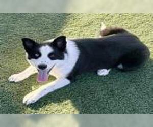 Border Collie-Unknown Mix Dogs for adoption in San Martin, CA, USA