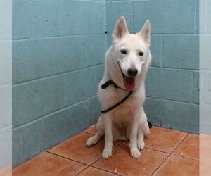 Siberian Husky Dogs for adoption in Downey, CA, USA