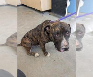 American Staffordshire Terrier Dogs for adoption in Camarillo, CA, USA