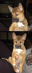 New Guinea Singing Dog Dogs for adoption in Chantilly, VA, USA