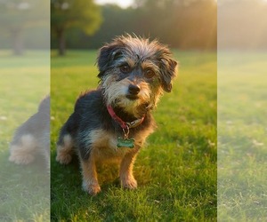 Mutt Dogs for adoption in Phoenix, AZ, USA