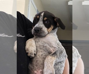 Mutt Dogs for adoption in Amarillo, TX, USA