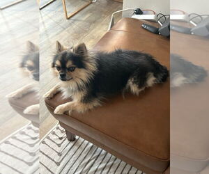 Pomeranian-Unknown Mix Dogs for adoption in Salt Lake City, UT, USA