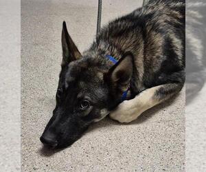 German Shepherd Dog Dogs for adoption in Bakersfield, CA, USA