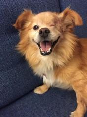 Pomeranian Dogs for adoption in Lake Forest, CA, USA