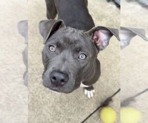 American Pit Bull Terrier-Unknown Mix Dogs for adoption in Crete, IL, USA