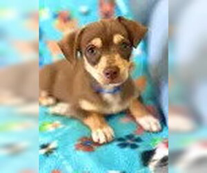 Chihuahua-Unknown Mix Dogs for adoption in Bristol, CT, USA