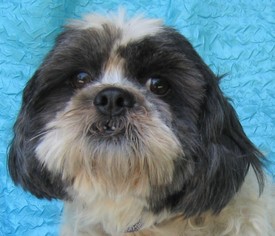 Shih Tzu Dogs for adoption in Cuba, NY, USA