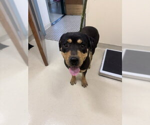 Rottweiler Dogs for adoption in Fremont, CA, USA