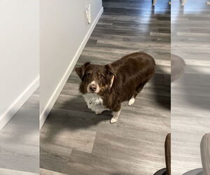 Australian Shepherd Dogs for adoption in Gates Mills, OH, USA