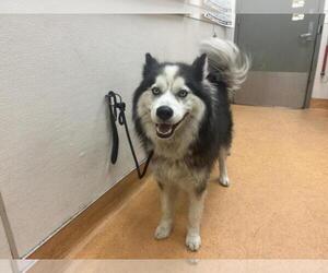 Siberian Husky Dogs for adoption in Martinez, CA, USA