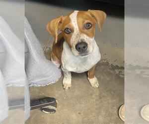 Treeing Walker Coonhound-Unknown Mix Dogs for adoption in Tallahassee, FL, USA