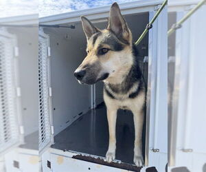 German Shepherd Dog Dogs for adoption in Stockton, CA, USA