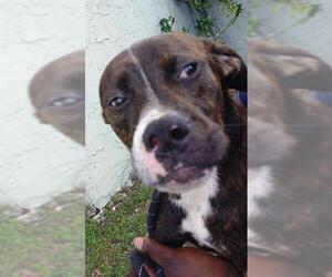American Staffordshire Terrier-Labrador Retriever Mix Dogs for adoption in Fort Lauderdale, FL, USA