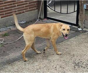 German Shepherd Dog-Unknown Mix Dogs for adoption in Pasadena, TX, USA