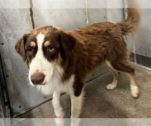 Border Collie Dogs for adoption in San Bernardino, CA, USA