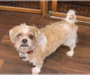 Shih Tzu Dogs for adoption in Loganville, GA, USA