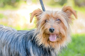 Silky Terrier Dogs for adoption in El Cajon, CA, USA