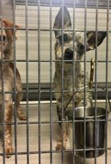 Medium Photo #1 Mutt Puppy For Sale in Kansas City, MO, USA