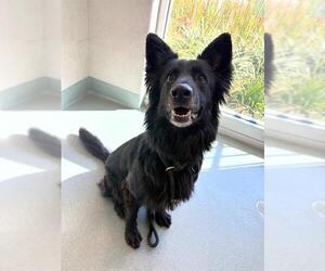 Shollie Dogs for adoption in Baytown, TX, USA