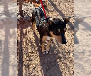 Australian Cattle Dog Dogs for adoption in Globe, AZ, USA