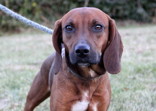 Redbone Coonhound Dogs for adoption in Mount Carmel, IL, USA